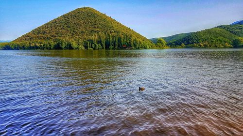 View of birds swimming in lake