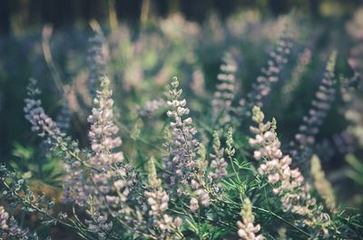 Close-up of flowering plant on field