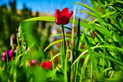 Close-up of red flowering plant in field