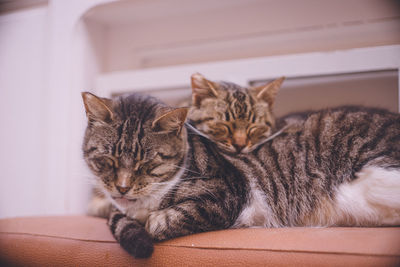 Cat resting at home