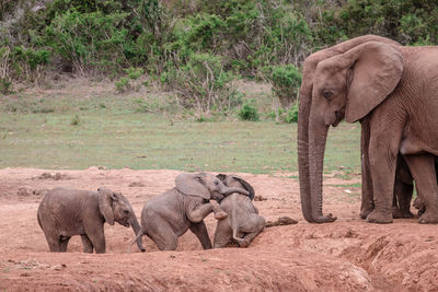 Elephant in a farm