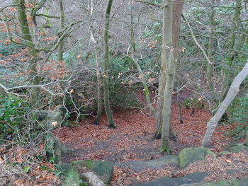 Close-up of trees in forest