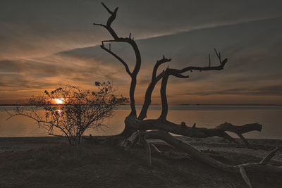 Bare tree on beach against sky during sunset