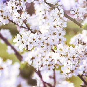 Close-up of cherry blossoms