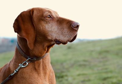 Close-up of dog