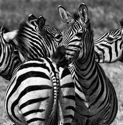 Close-up portrait of zebra