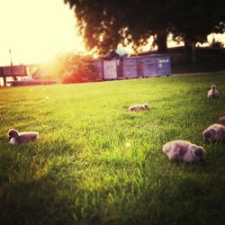 grass