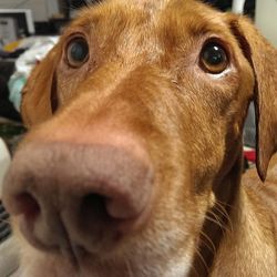 Close-up portrait of a dog