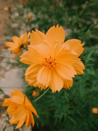 Close-up of orange flower