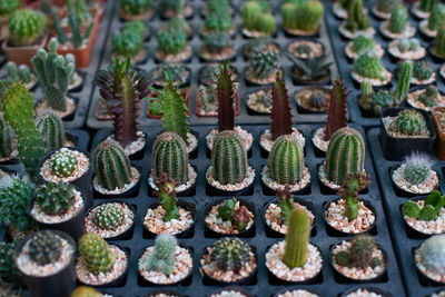 High angle view of potted plants