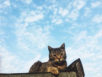 Close-up portrait of cat sitting against sky