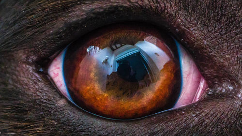 Close-up of horse eye