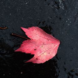 Fallen leaves on road