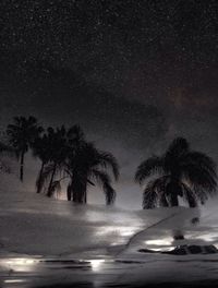 Low angle view of trees against sky at night