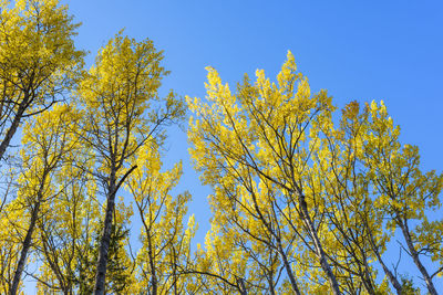 Low angle view of yellow tree against blue sky