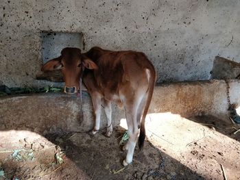 Cow standing against wall