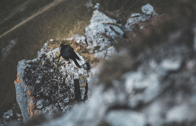 Close-up of bird perching on rock