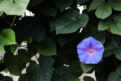 Close-up of purple flowering plant