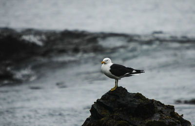 Close-up of seagull perching on rock by sea