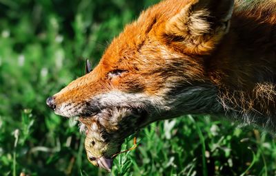 Close-up of an animal