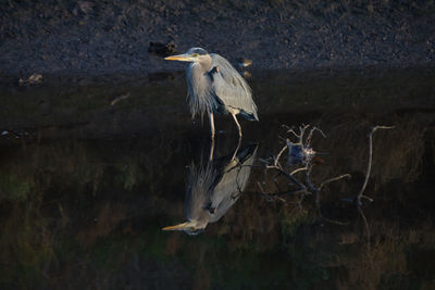 View of a bird flying over lake