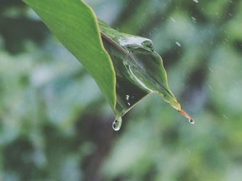 Close-up of raindrops on leaf