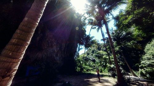 Low angle view of palm trees against sky