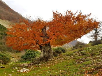 Trees in forest during autumn