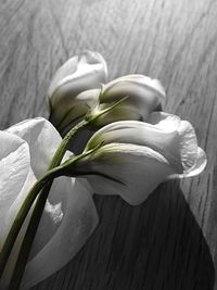 Close-up of white flowers