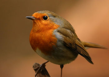 Close-up of bird perching outdoors