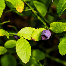 Close-up of leaves