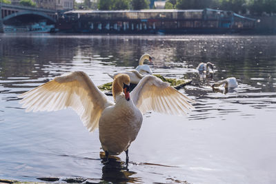 Seagulls flying over lake