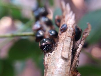 Close-up of insect on tree trunk