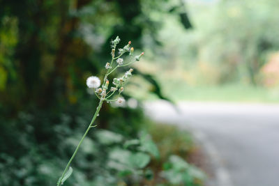 Close-up of flowering plant on field