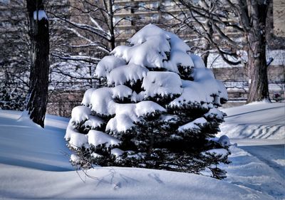 Snow covered trees on field