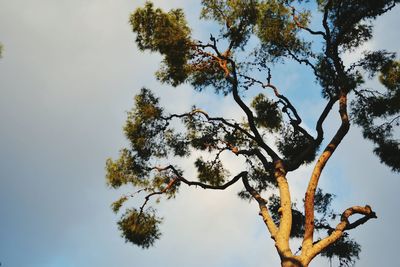 Low angle view of tree against sky