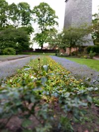 Close-up of plants growing by road