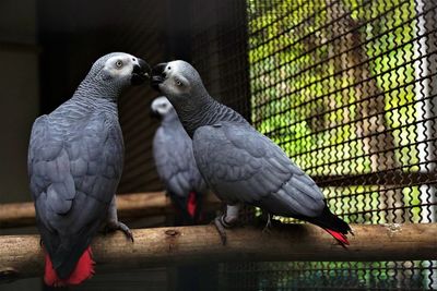 Close-up of pigeons perching in cage