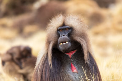 Close-up of monkey looking away