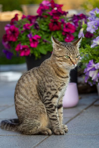 Close-up of cat sitting on purple flower