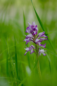 Close-up of purple flower