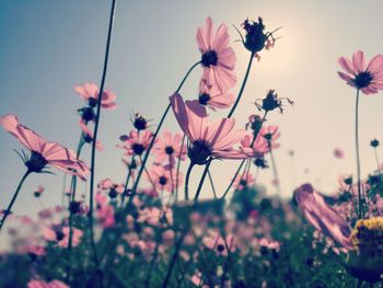 Close-up of pink cosmos flowers against sky