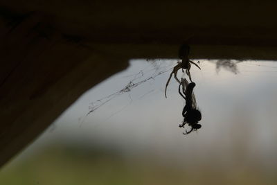 macro photography