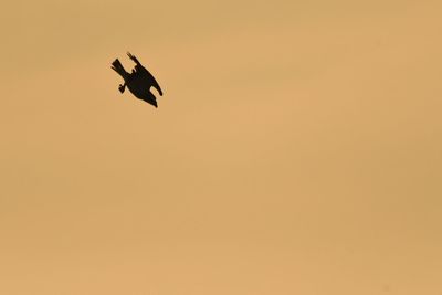 Low angle view of silhouette bird flying in sky