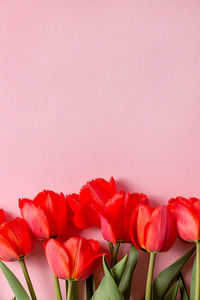 Close-up of pink tulips against white background