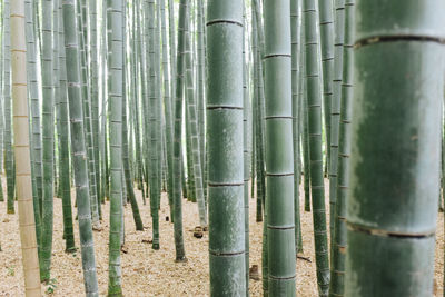 Close-up of bamboo groves