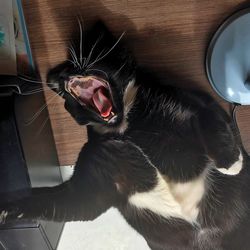 Close-up of a cat yawning