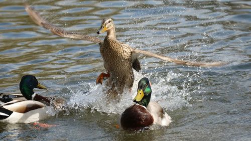 Mallard duck swimming in lake