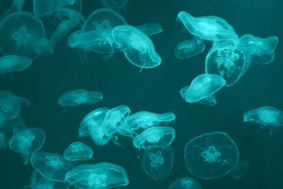 Jellyfish in sea