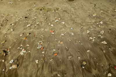 High angle view of leaves on shore